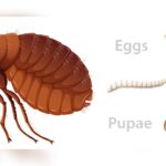 How to Get Rid of Fleas in House Without Pets