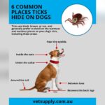 How to Get Rid of Ticks on Dogs