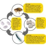 How to Kill Flea Eggs