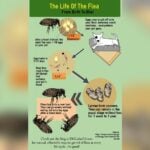 How to Prevent Fleas in House