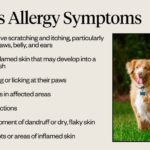 How to Treat Dog Grass Allergies