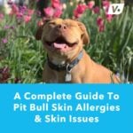 How to Treat Pitbull Skin Allergies