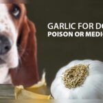 How to Use Garlic on Dogs to Repel Fleas