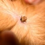Information About Dogs And Fleas