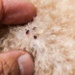 Is Fleas Deadly to Dogs