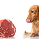 Is Raw Steak Good for Dogs