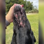 Lab Dog Allergies