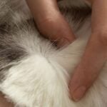 My Cat Still Has Fleas After Treatment