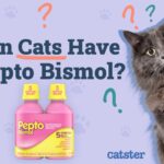 Pepto Bismol for Cats