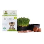Pet Grass for Dogs