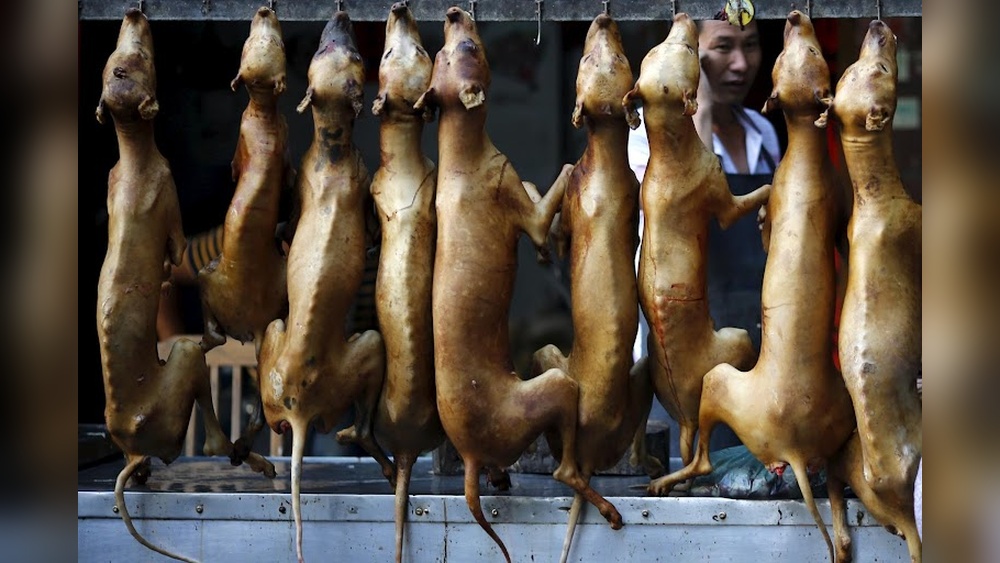 Puppy Meat