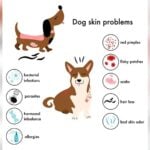 Puppy Skin Allergy