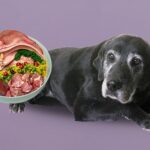 Raw Diet for Senior Dogs