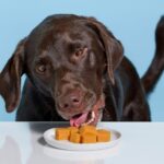 Sweet Potatoes Dog