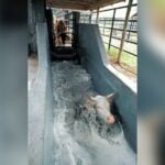 Tick Bath
