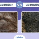 What is Cat Dander