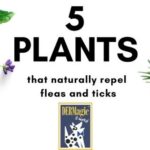 What Plants Repel Fleas