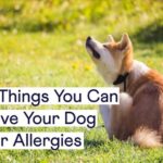 What to Give a Dog for Allergies