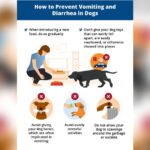 What to Give Dog With Upset Stomach Vomiting