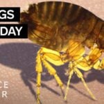 Why are Fleas So Hard to Kill