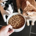 How to Choose Cat Food