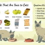 What Can Cats Eat